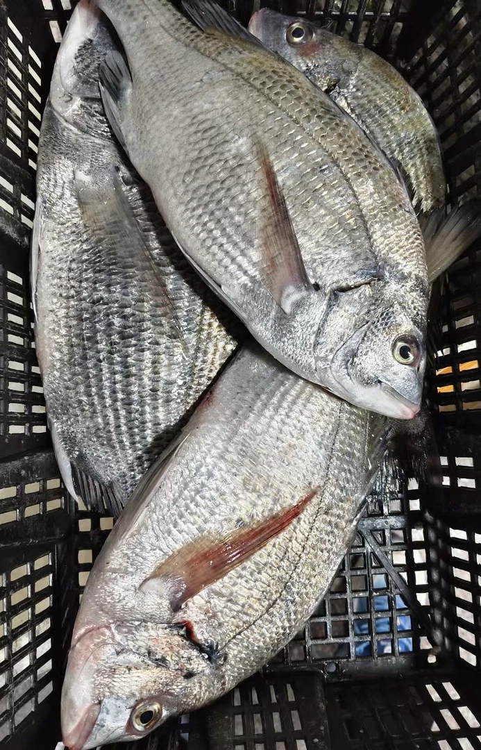 【仅限莆田市区】南日小船当天捕捞野生黑夹包鲜3斤/每只约1.5斤