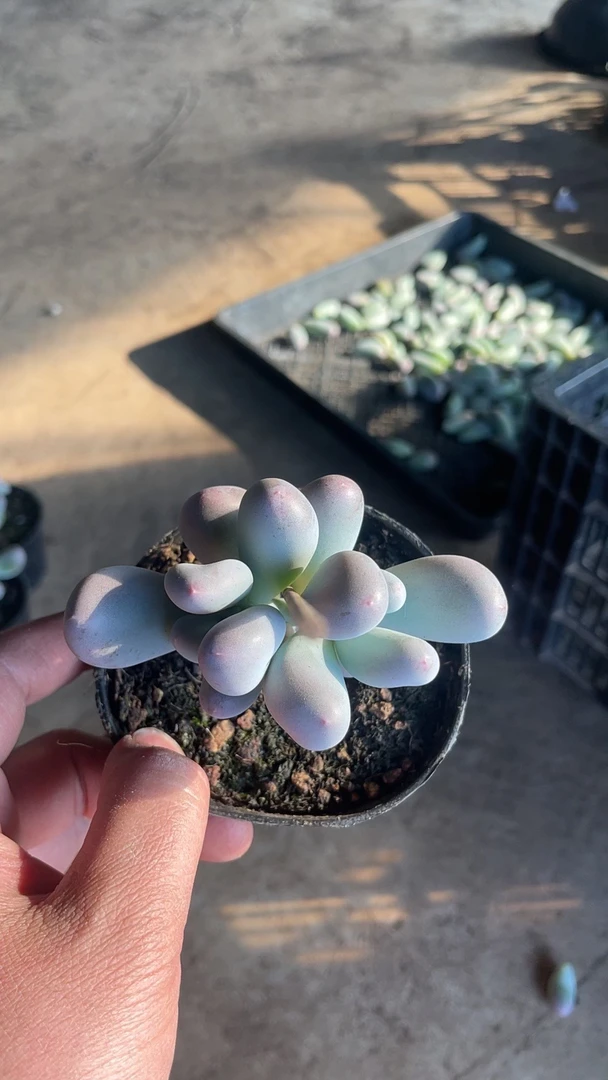 多肉米可奶综合链接，7天内发货