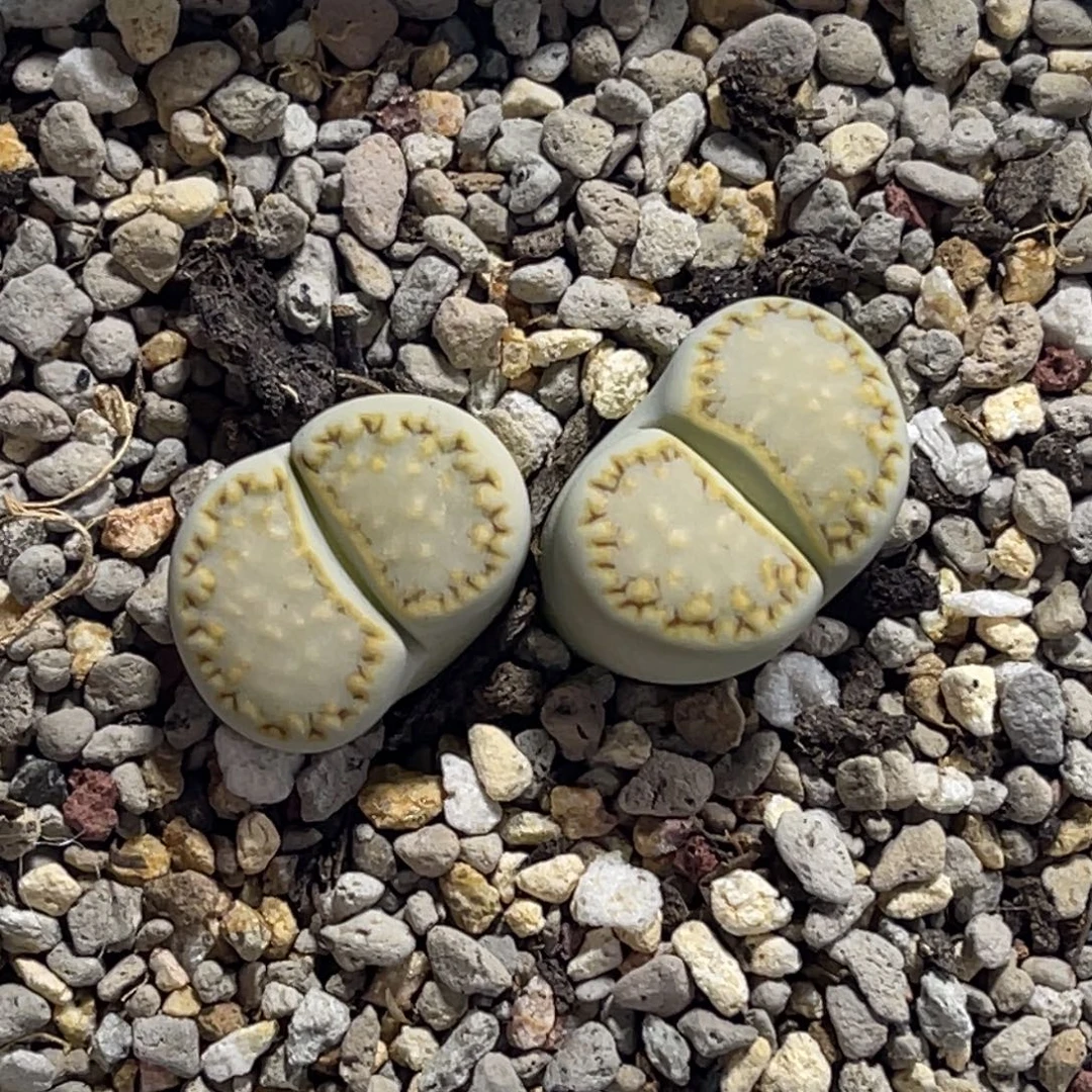 7727双头黄绿饼干1母本