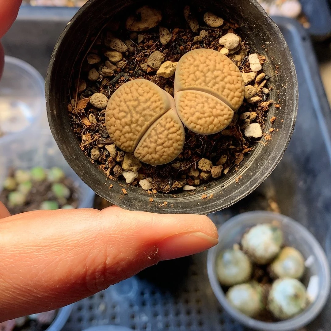 T133多肉植物保护研究所