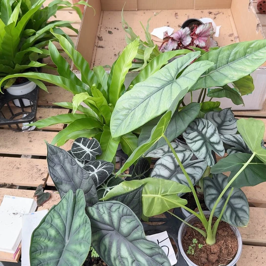 完全开放秋海棠一物一拍组合套餐