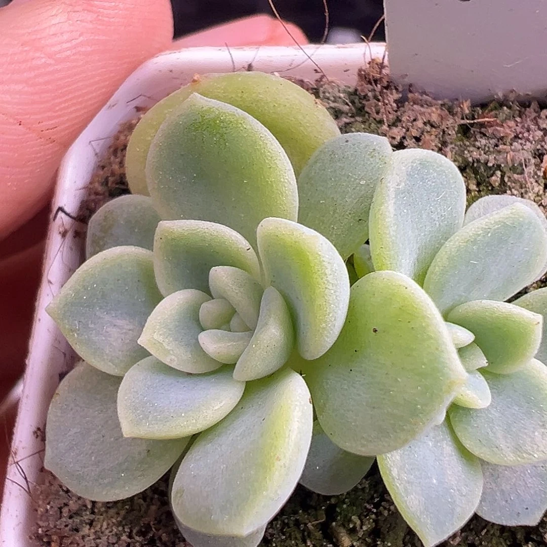 双头财富T12一物一拍