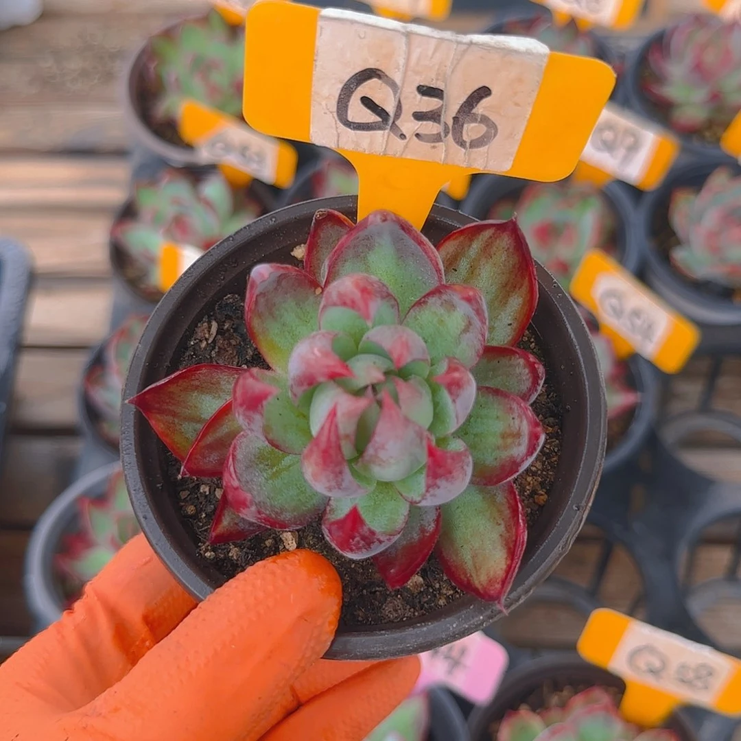 小***包Q36 惊鸿单头多肉