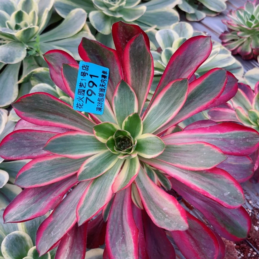 红魔女7991多肉植物