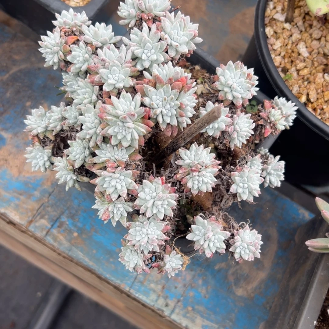 格诺玛白菊～一物一拍微瑕3025