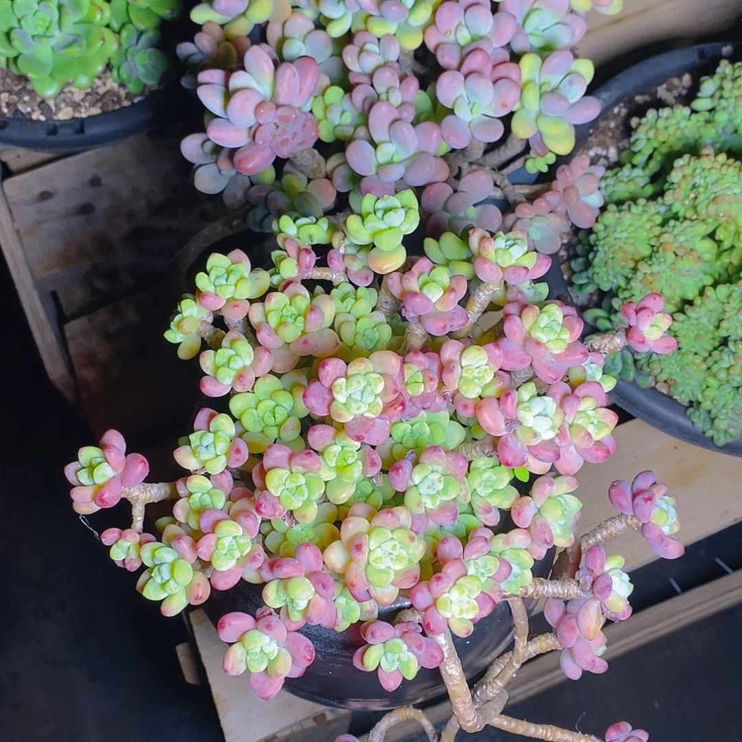 多肉植物香水洛神大群