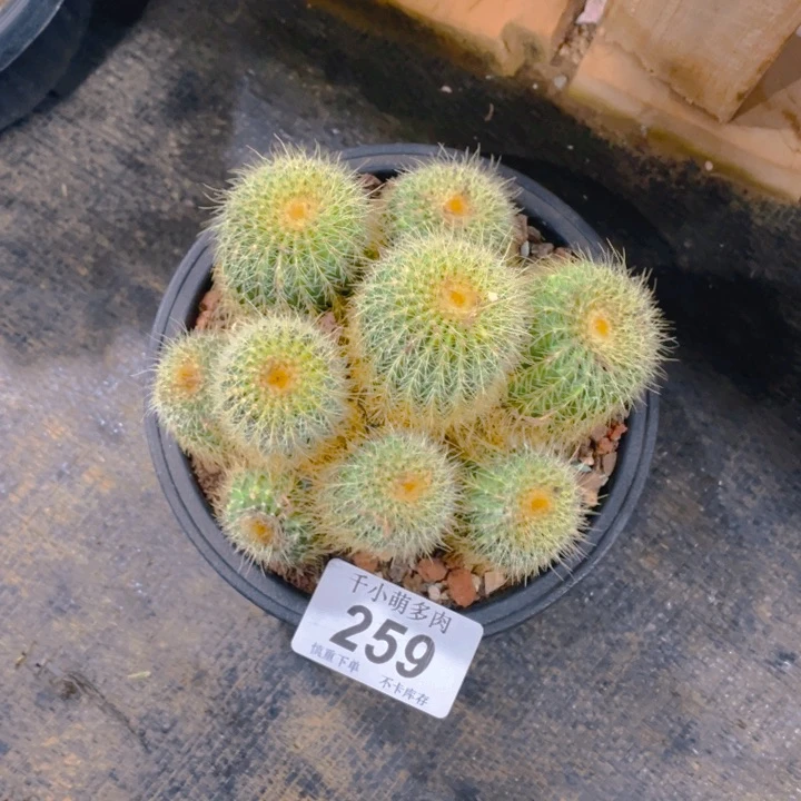 ?****朱谢谢你的支持0000000259