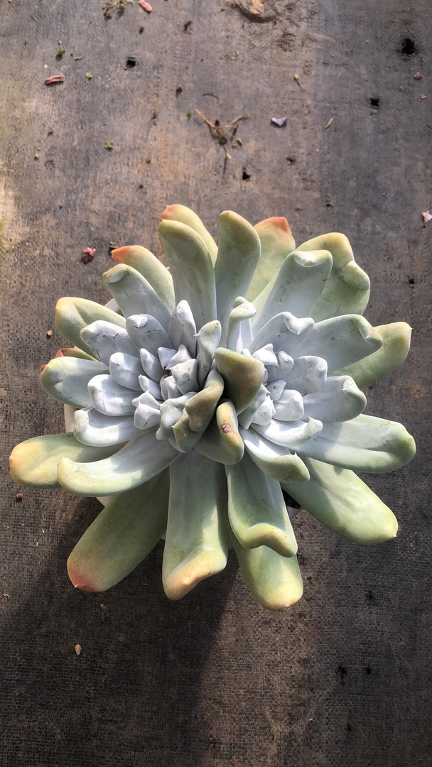 拇指大脸 多肉植物