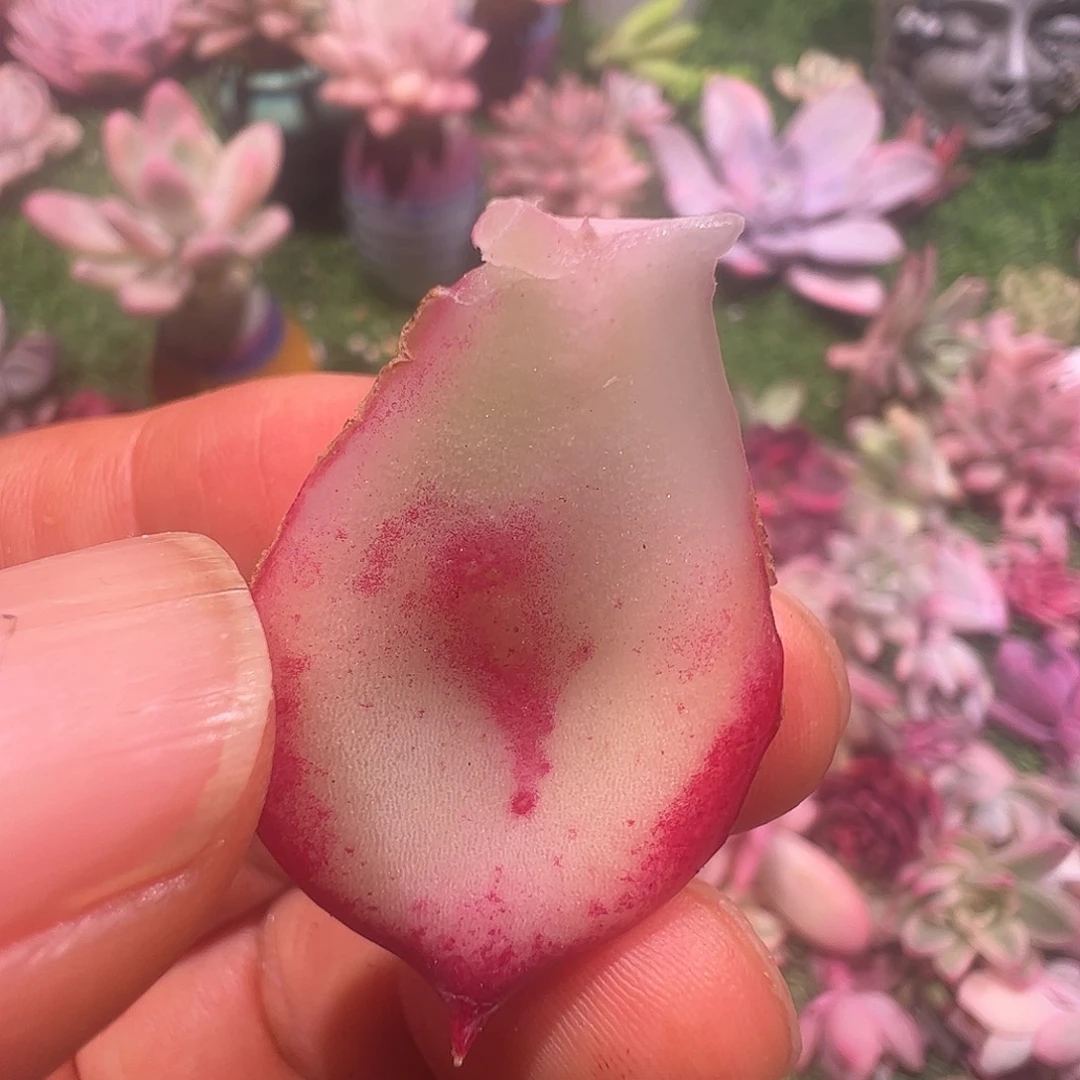 拾***漫多肉植物多肉植物