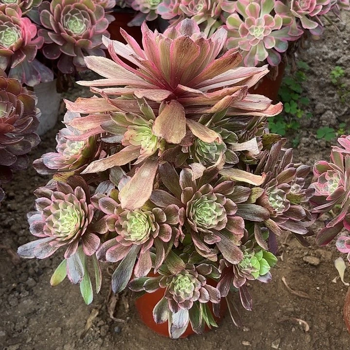 多肉植物奥黛丽36