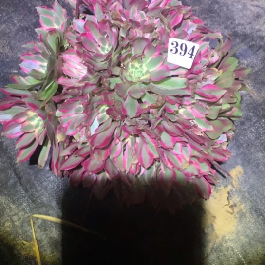 多肉植物女巫394