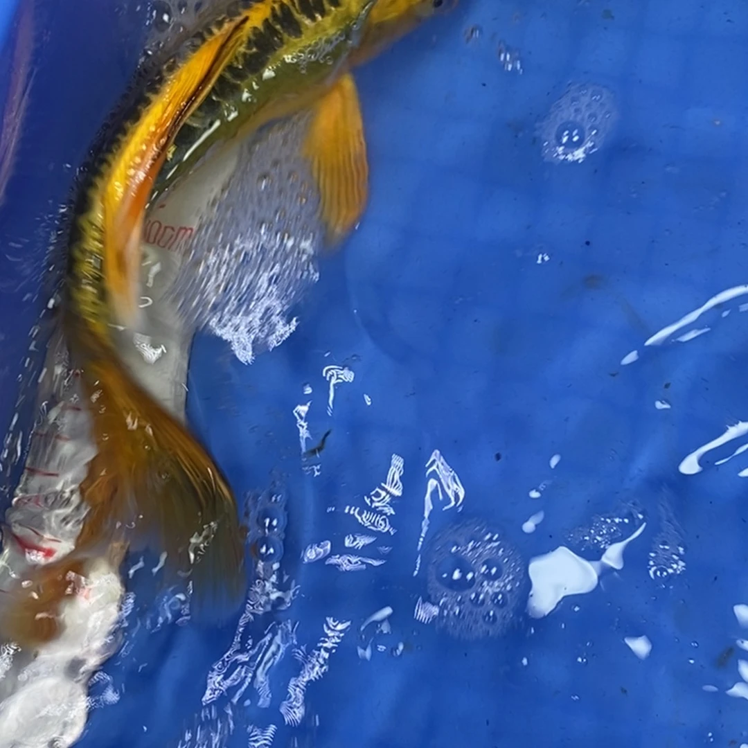 锦鲤冷水锦鲤包邮