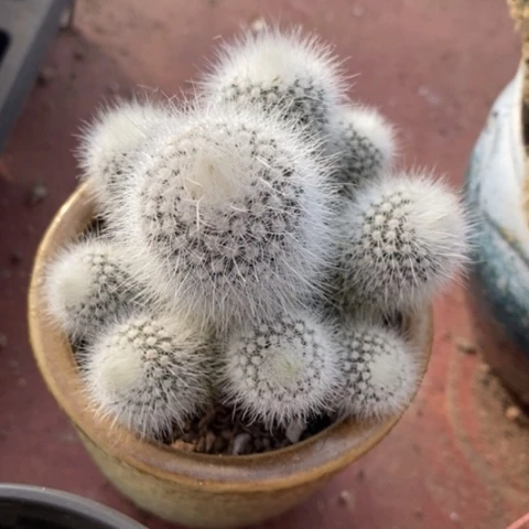 有**S白小丁群8仙人球