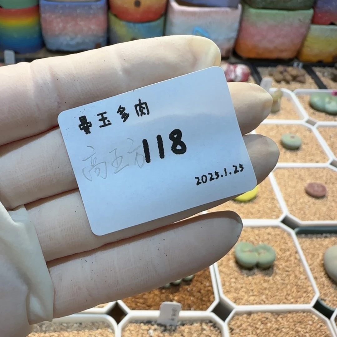 奶*多肉多肉多肉1.25-118高五方