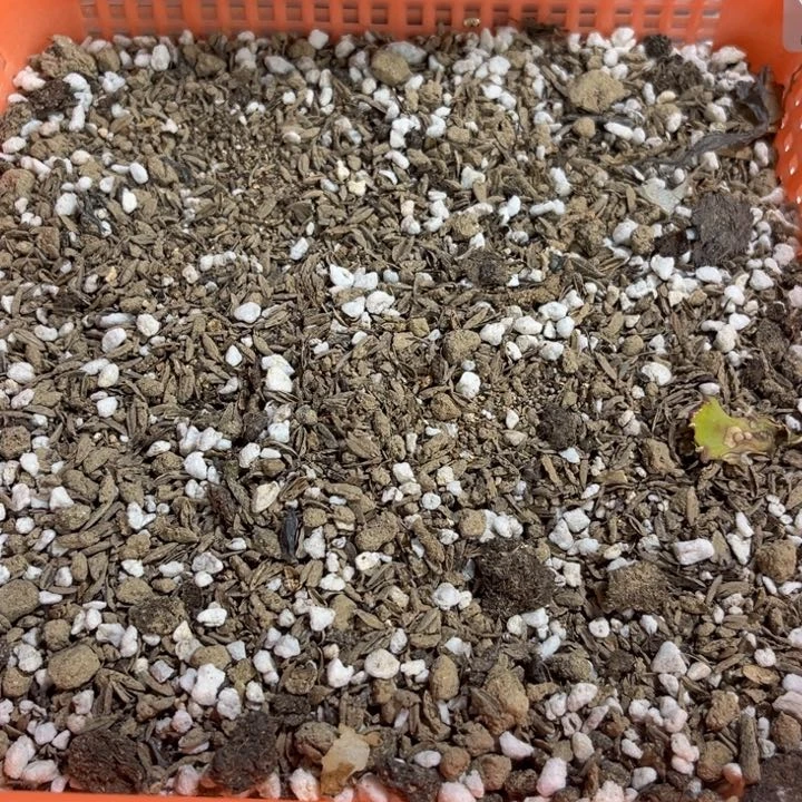 当前无花栽培后可以开花5斤花土