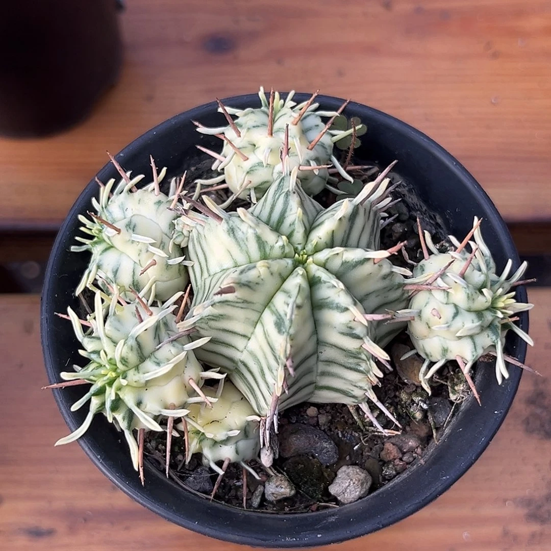 汤圆植物斑马大戟好看