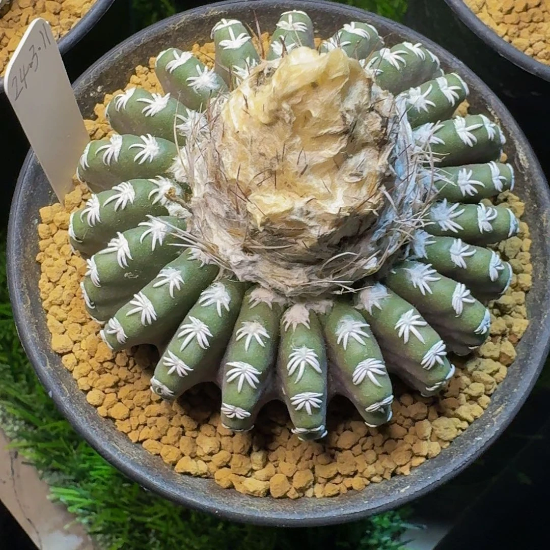 枫****直播间，枫叶哥哥，专拍，