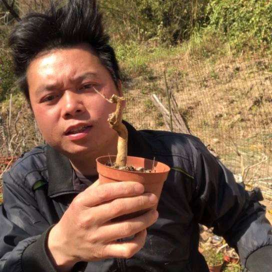 盆景素材盆栽绿植超*晶