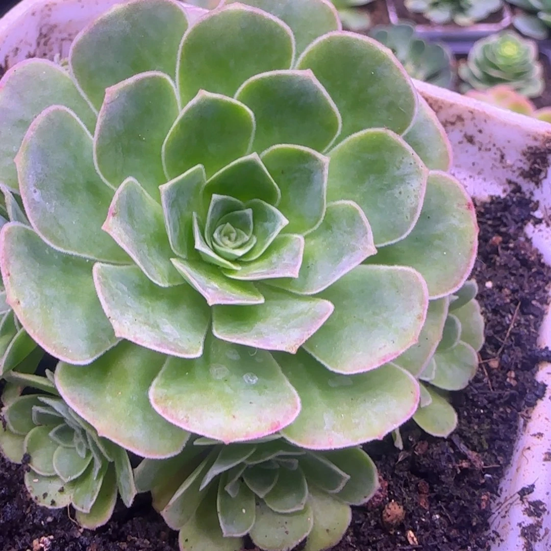 6厘米幻影玫瑰捧花141242435353