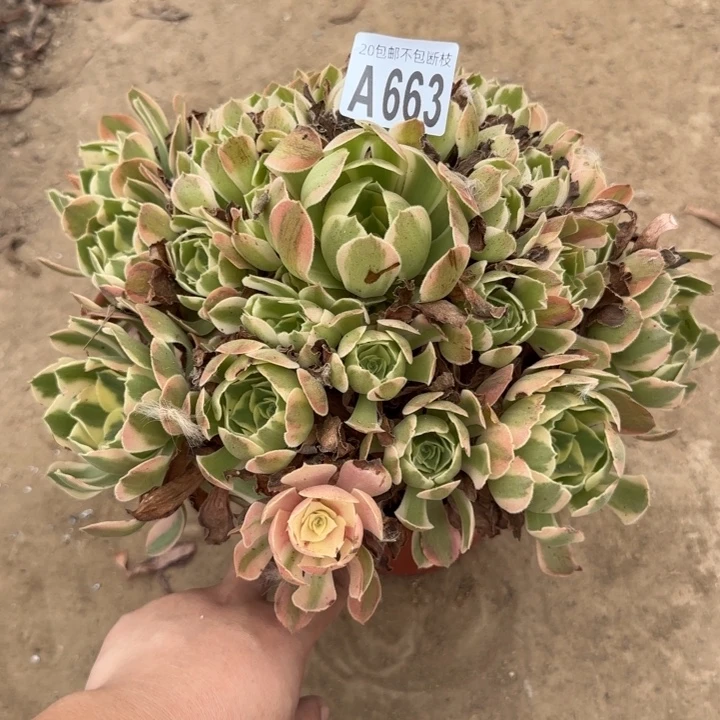 初恋……多肉植物……