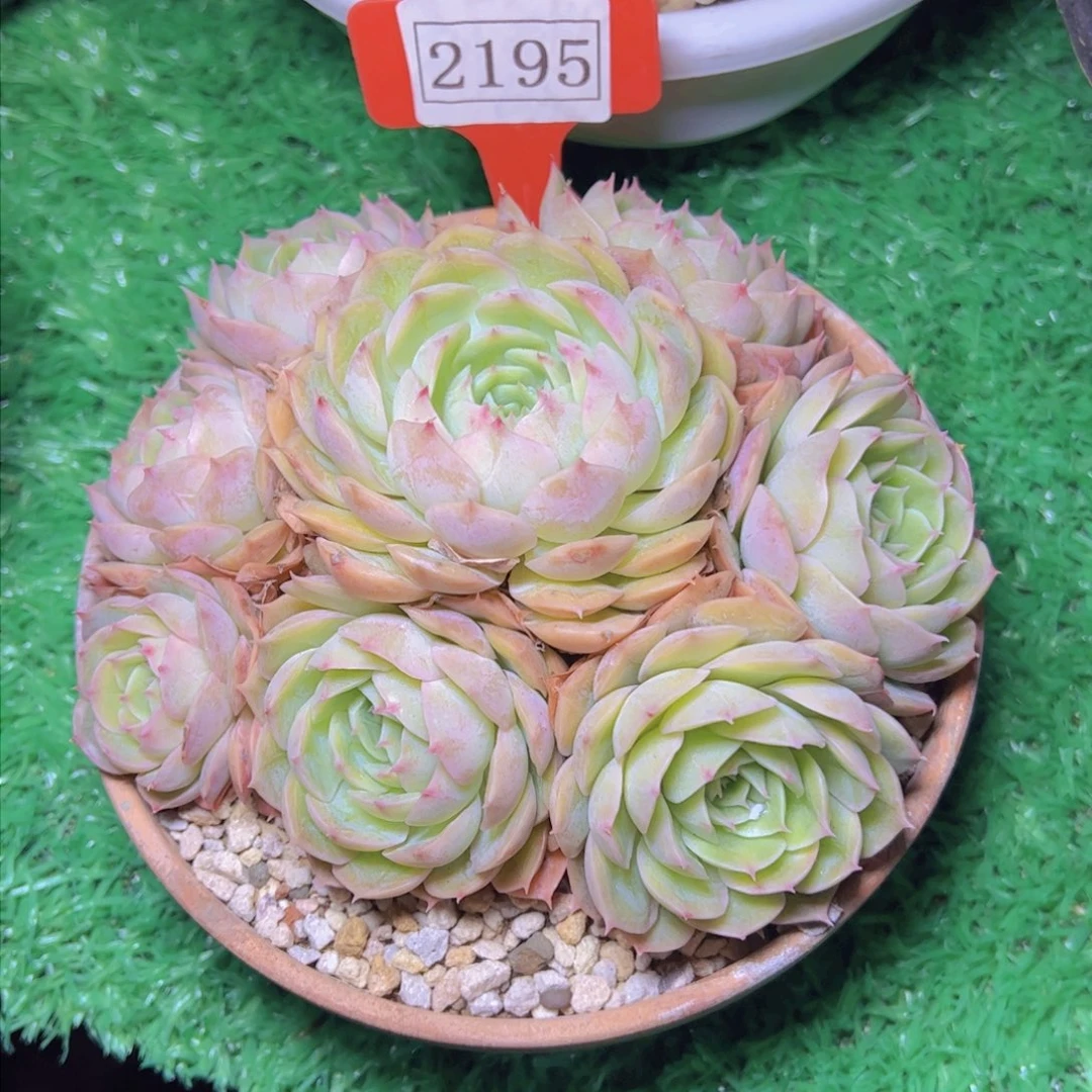 夏*昂斯诺2195多肉植物