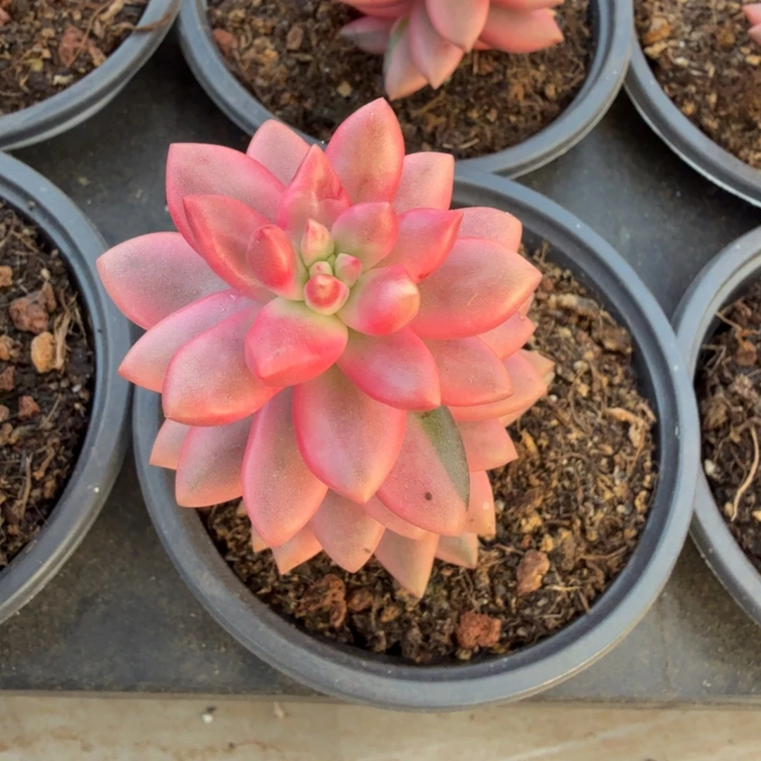 黑美人锦锦上园艺一物一拍