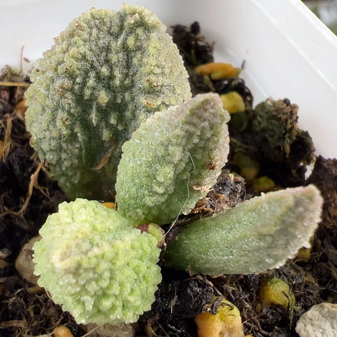 绿色系冰晶尢刺实生大苗