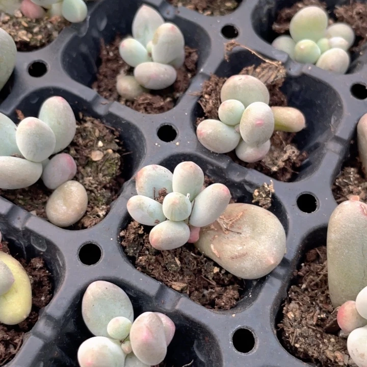 米可奶穴盘单头满18包邮