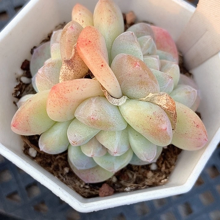 多肉植物冰玉1333