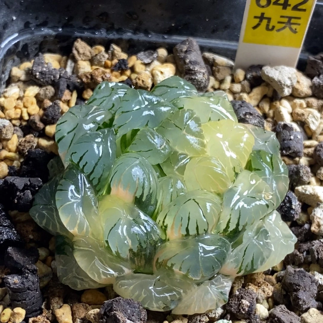 642号实生湖水多肉