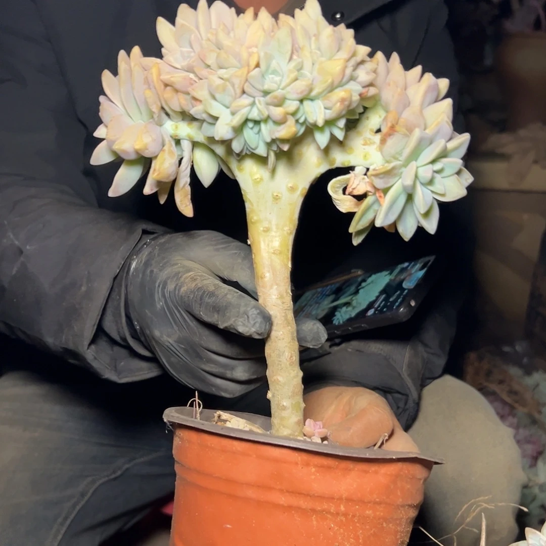 淡雪多肉一物一拍