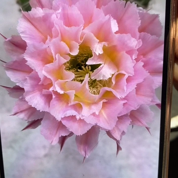 香香妩媚侧芽4公分左右