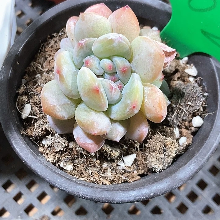 多肉植物星影小坠102