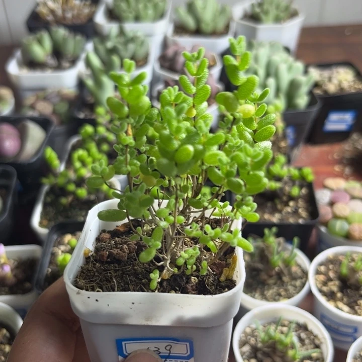 039 糖球多肉植物