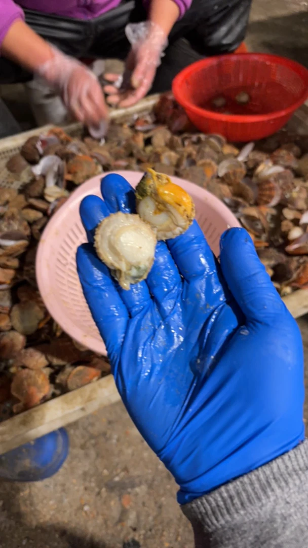 连云港发货 新鲜海捕扇贝肉5斤包邮