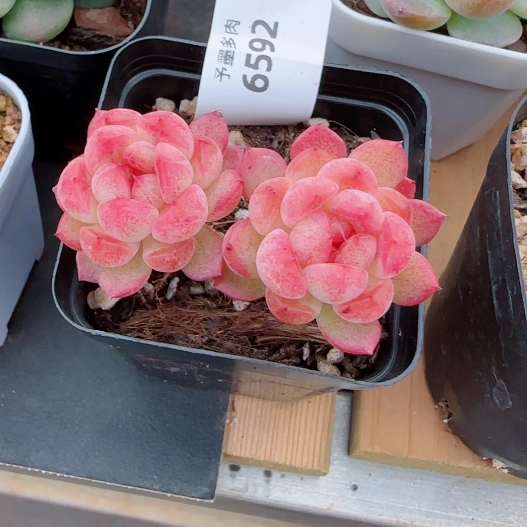 长杆甜心，6592多肉植物