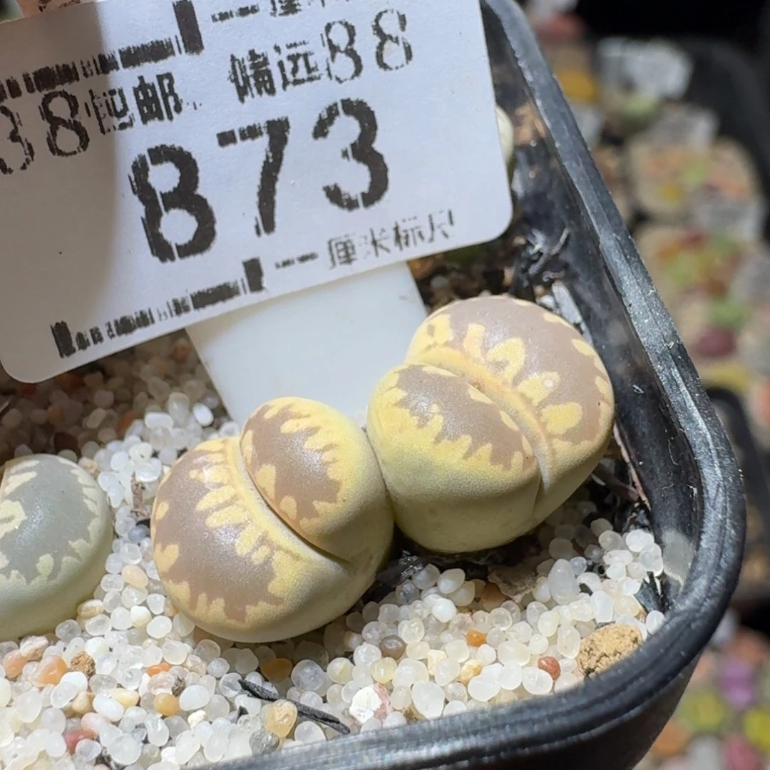 Sss精品生石花 873