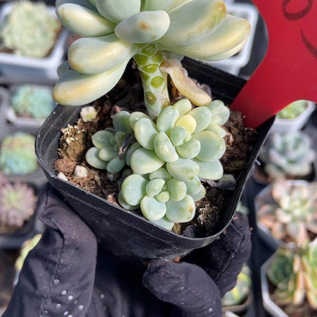 652劳尔锦多肉植物多肉