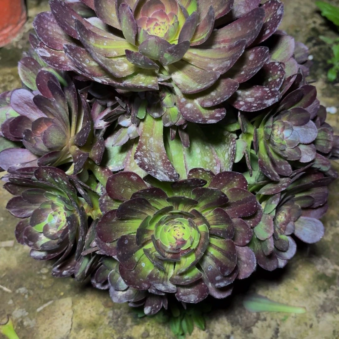 275多肉植物捧花的