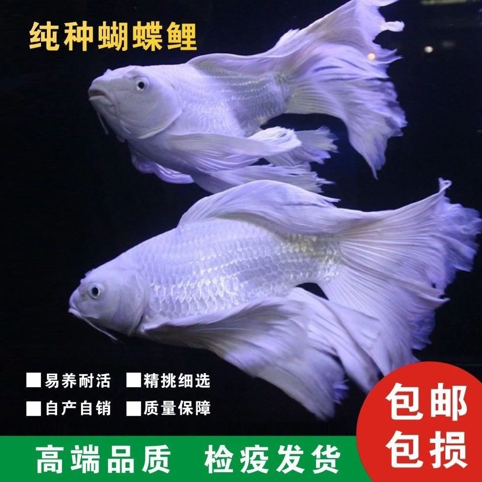 台湾精品纯种赛级普身蝴蝶鲤狮子头金鱼冷水鱼好养易活