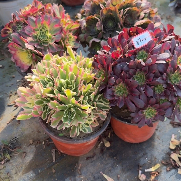 27-1多肉不包售后4处理