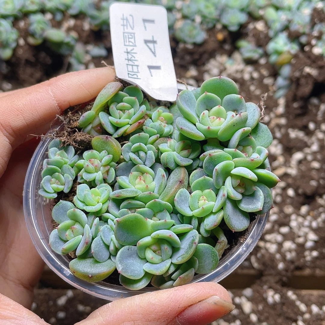 多肉植物多肉植物141