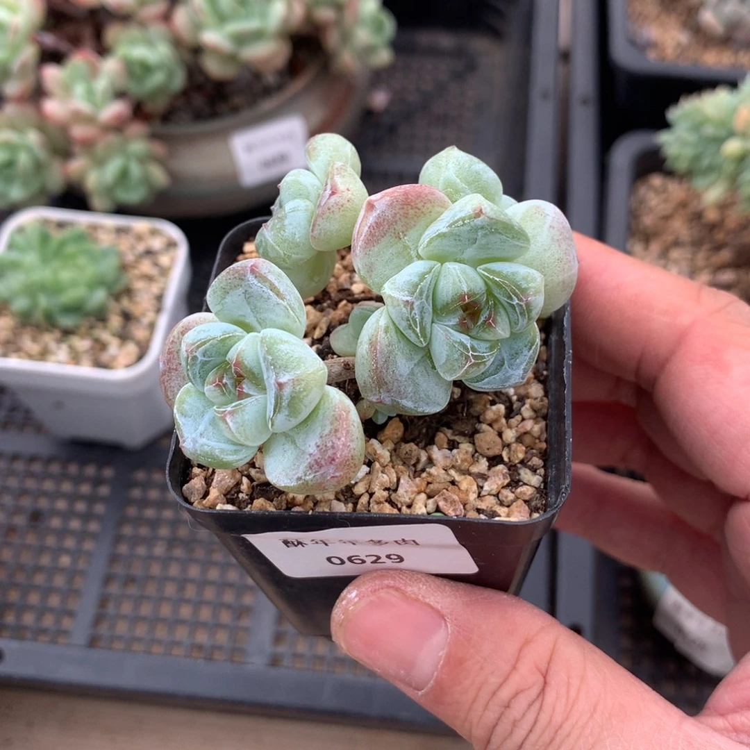 629冰玉多肉一颗6厘米