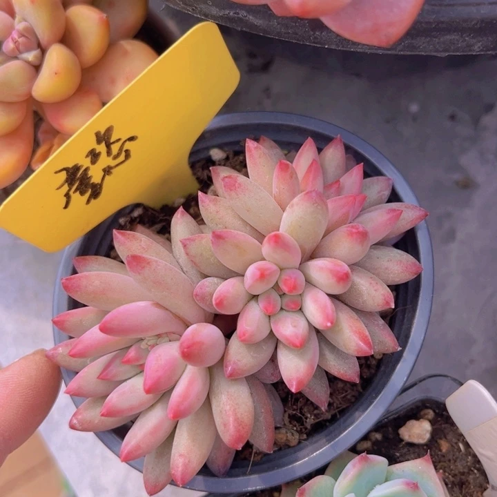 健健康康平平安安