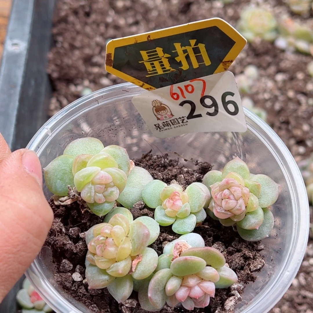 多肉植物多肉植物