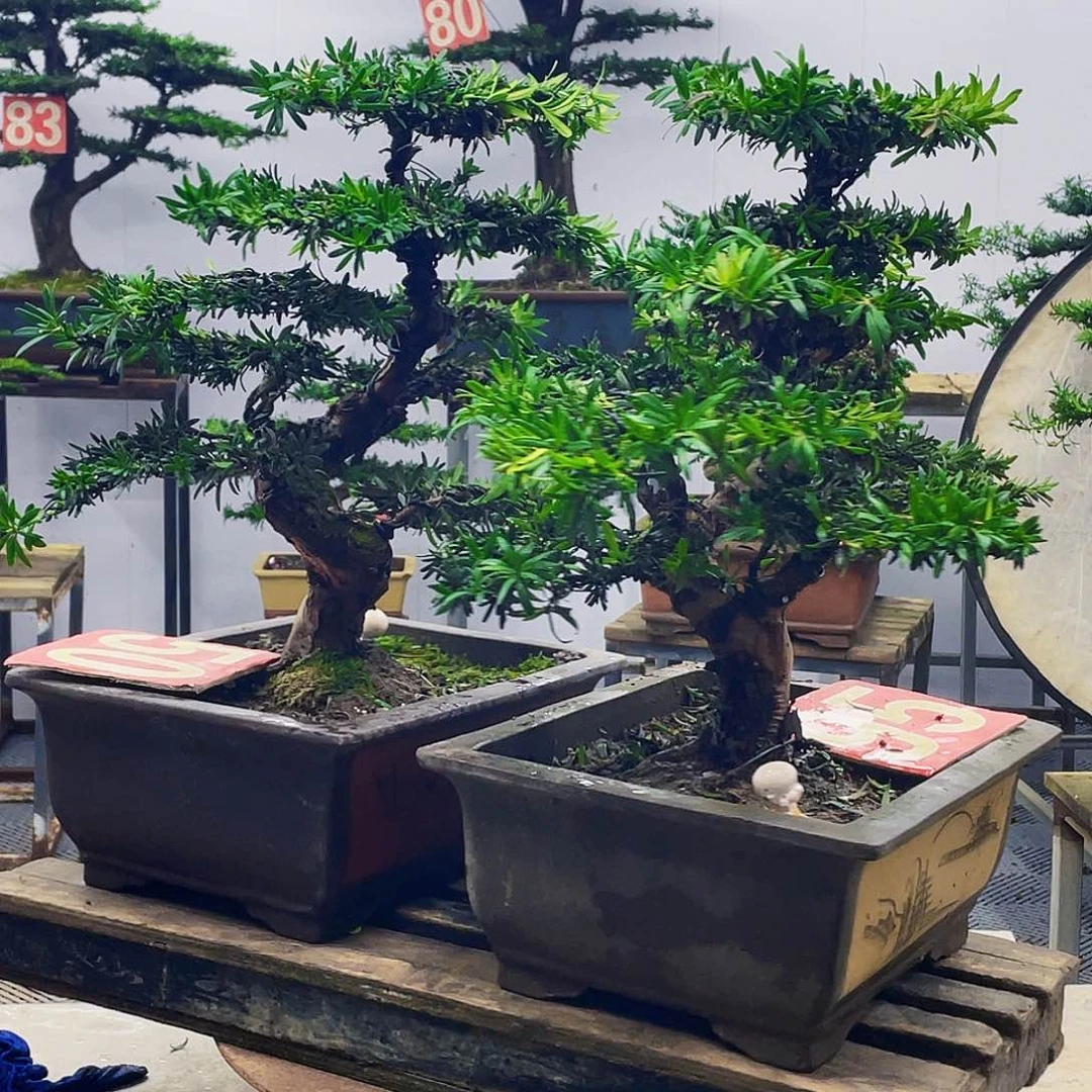 无花朵罗汉松米叶