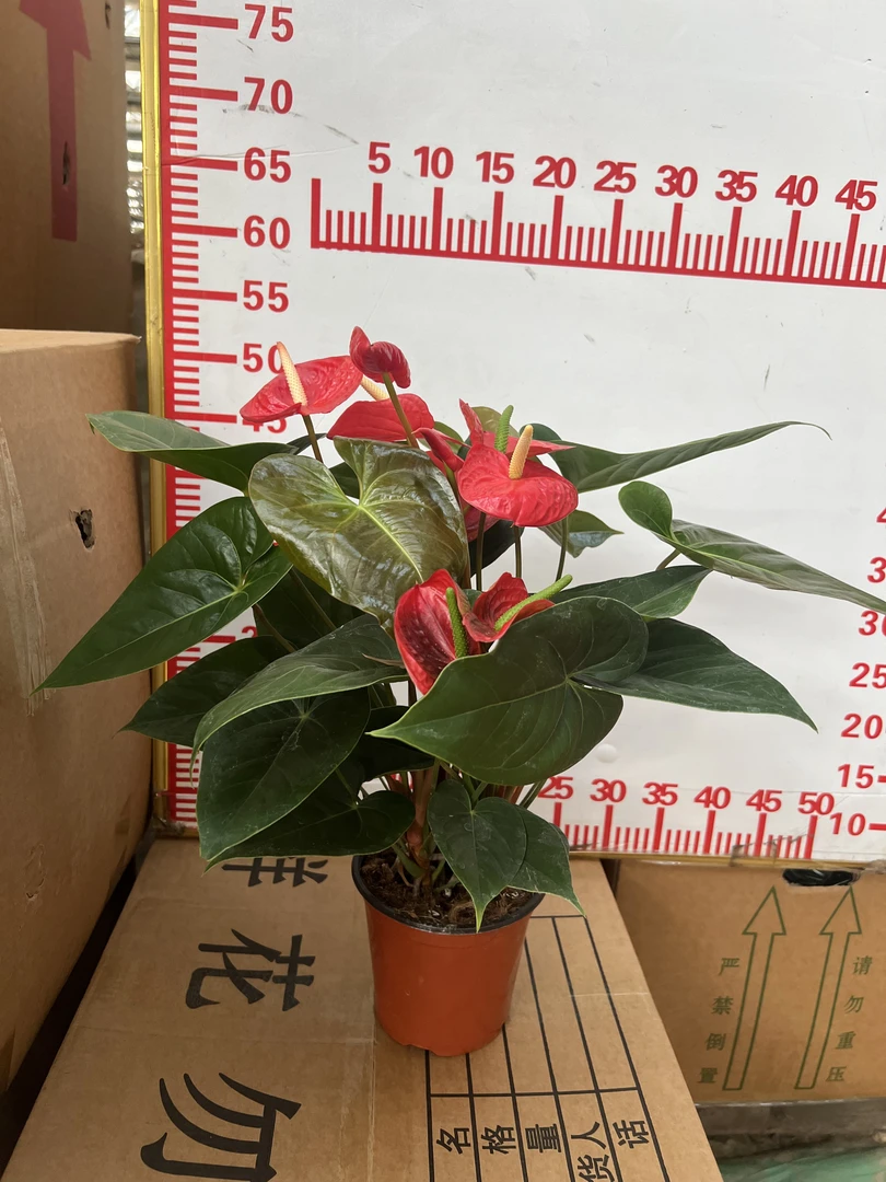 【150红王子】盆栽花卉植物室内水培土培吸甲醛好养绿植