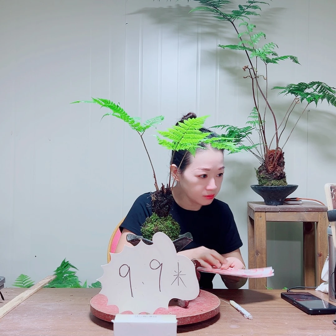 无花朵金丝虹鳞蕨