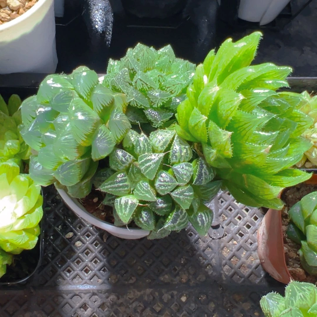 万象盆拼盘玉露多肉1