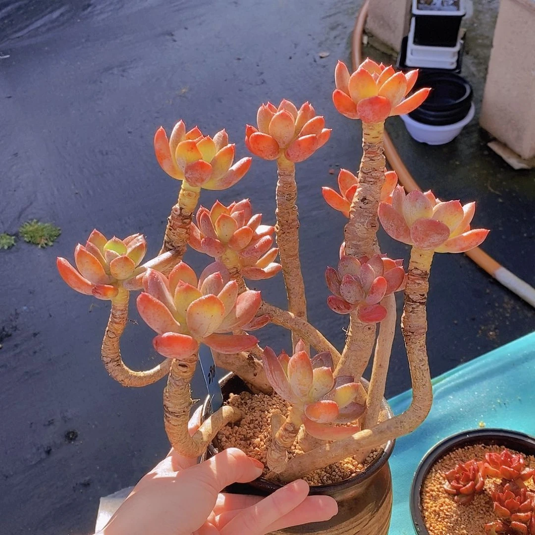 298多肉植物老桩